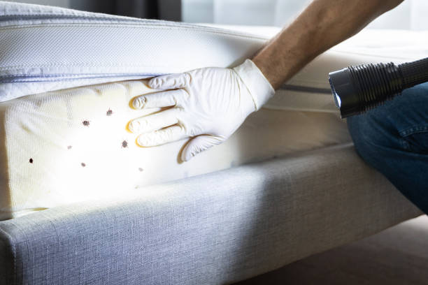 Reliable Strongsville, OH Pest Control Solutions