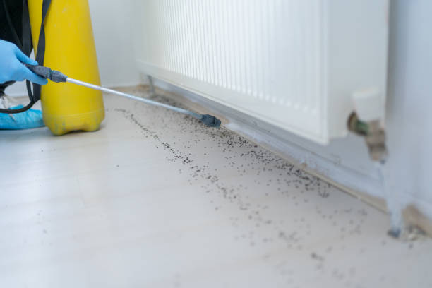 Flea Control Services in Strongsville, OH