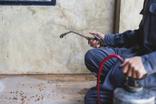 Best Wasp Removal Services  in Strongsville, OH